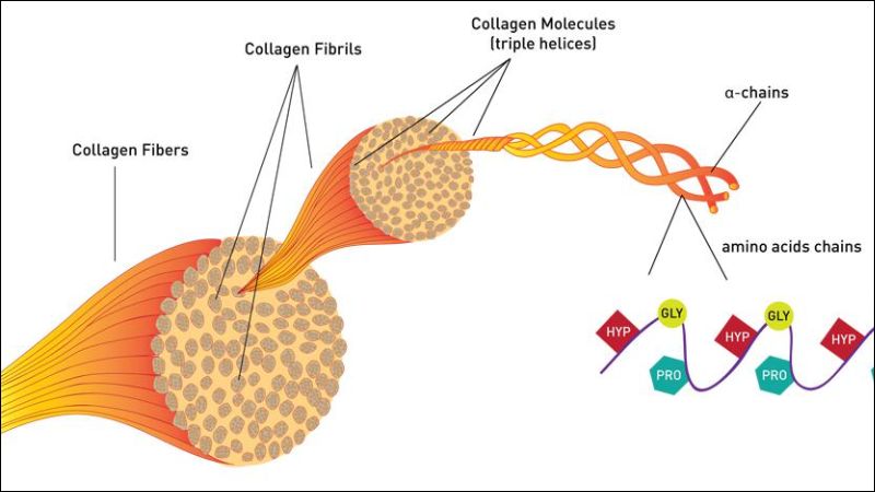 Đồng có tác dụng tăng cường sản xuất collagen