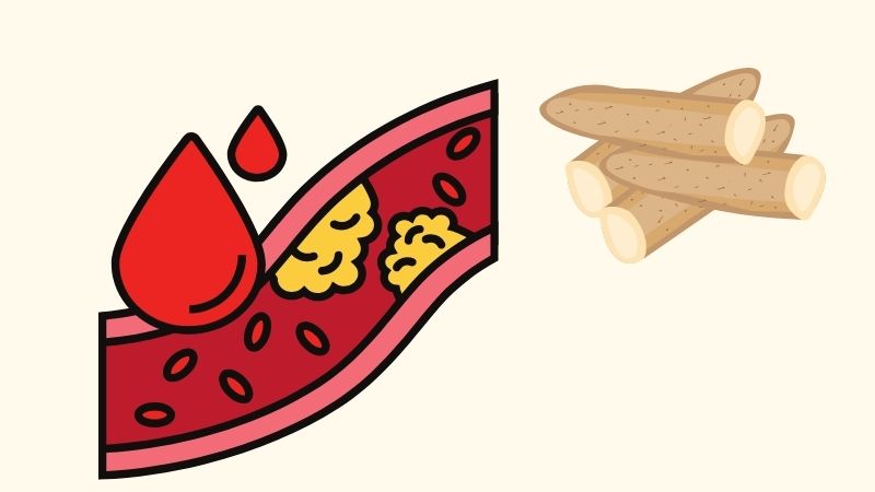 Hoài sơn hỗ trợ điều trị chứng tăng cholesterol máu