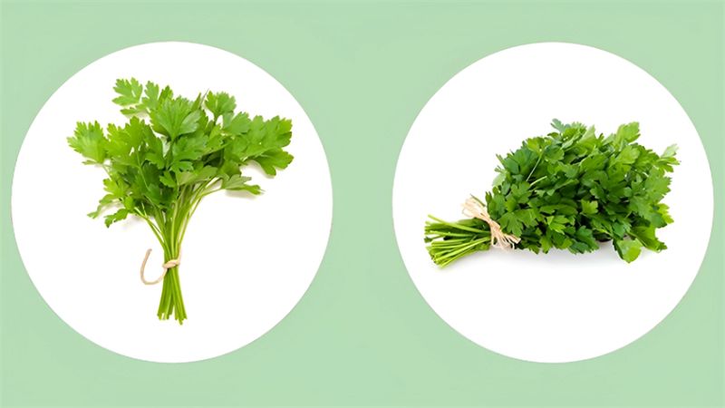Rau mùi hay mùi tây đều giúp gia tăng hương vị cho món ăn và có lợi cho sức khỏe Rau mùi hay mùi tây đều giúp gia tăng hương vị cho món ăn và có lợi cho sức khỏe