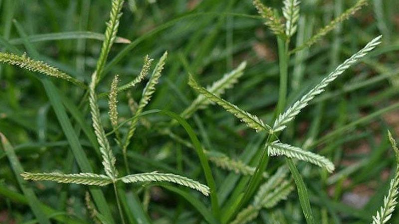 Cỏ mần trầu là loài cây phổ biến trên khắp cả nước