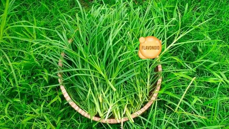 Lá mần trầu được đánh giá là chứa nhiều flavonoid