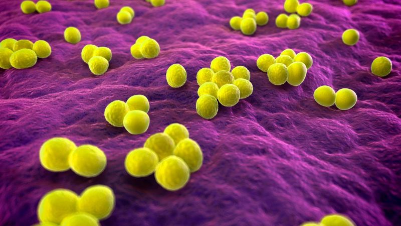 Chiết xuất của cỏ mần trầu có tác dụng đối với tụ cầu vàng kháng methicillin