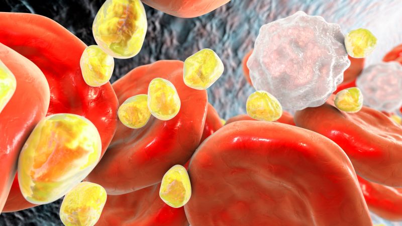 Cỏ mần trầu hỗ trợ điều trị rối loạn lipid máu