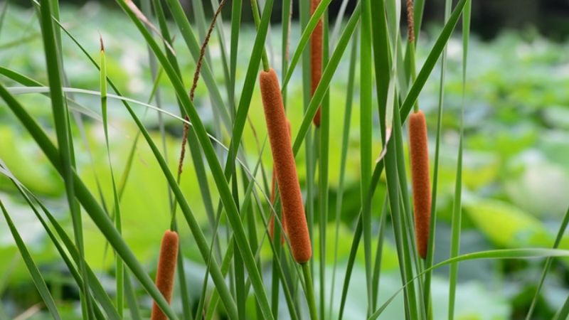 Cỏ nến c&oacute; t&ecirc;n khoa học l&agrave; Typha angustifolia L., thuộc họ Hương bồ (Typhaceae)