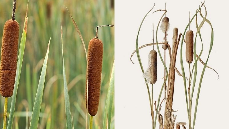 Cỏ nến c&oacute; vị ngọt, t&iacute;nh b&igrave;nh v&agrave; trong Đ&ocirc;ng y c&oacute; t&aacute;c dụng lợi tiểu, hoạt huyết