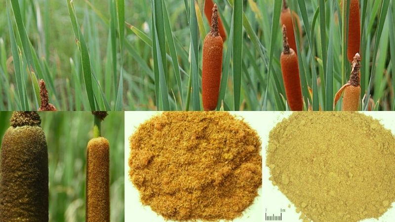 C&oacute; hai c&aacute;ch d&ugrave;ng cỏ nến l&agrave; d&ugrave;ng dạng tươi hay dạng sao đen