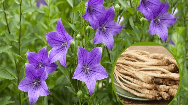 Hoa cát cánh có hình chuông, màu xanh lam và mép có 5 thùy, các thùy có gân nổi rõ Hoa cát cánh có hình chuông, màu xanh lam và mép có 5 thùy, các thùy có gân nổi rõ