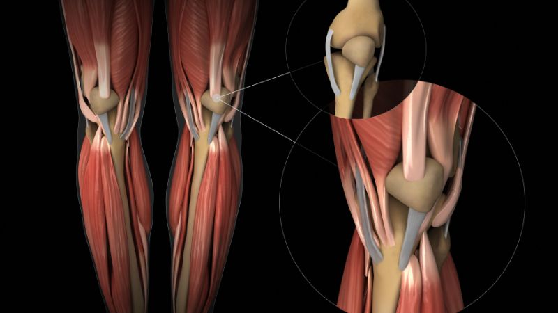 Sắt là một trong những yếu tố quan trọng trong cấu tạo của myoglobin của cơ