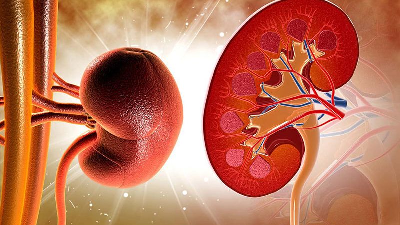 Chế độ ăn giàu protein có thể khiến thận hoạt động nhiều hơn để lọc máu