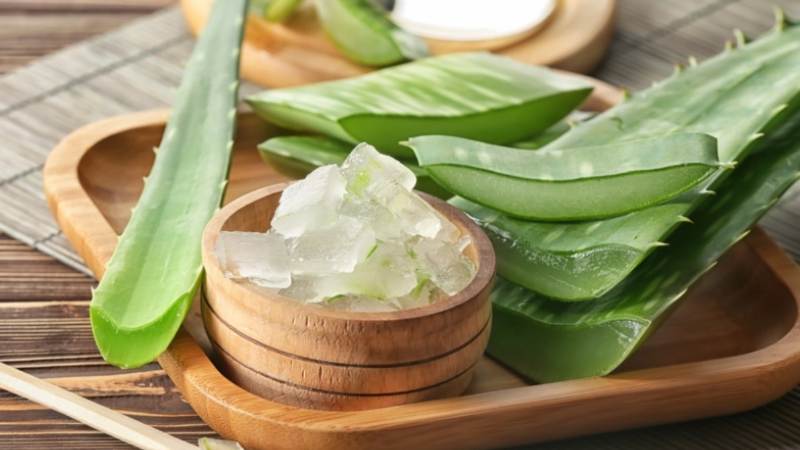 Nha đam chứa 6 chất sát trùng có tác dụng ức chế nấm, vi khuẩn và vi rút