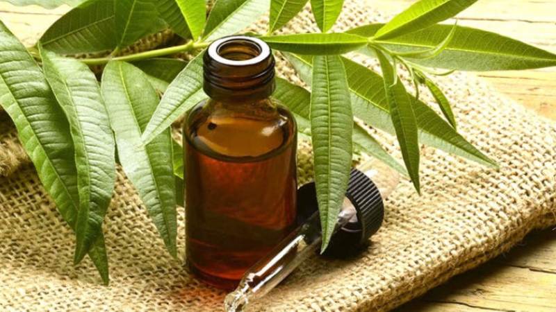 Tinh dầu tràm trà được sử dụng như một nguồn kháng vi khuẩn và chống nấm trên da
