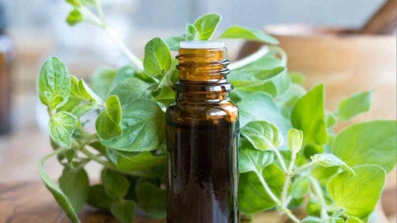 Dầu oregano giúp ngăn chặn sự phát triển của nấm Candida albicans
