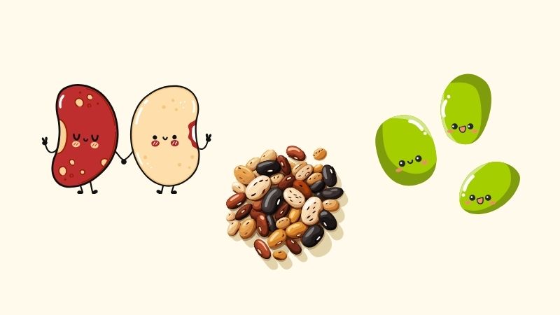 Các loại đậu được coi là nguồn thực phẩm giàu tinh bột