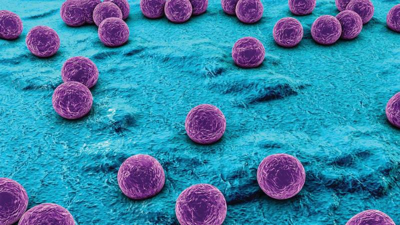 Đinh lăng có khả năng ức chế sự phát triển của tụ cầu vàng Staphylococcus aureus
