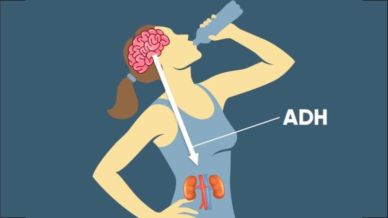 Đái tháo nhạt trung ương là loại đái tháo nhạt phổ biến nhất. Đái tháo nhạt trung ương là loại đái tháo nhạt phổ biến nhất.