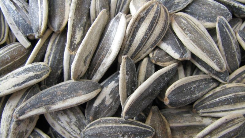 Hạt hướng dương cung cấp nhiều vitamin E cho mắt Hạt hướng dương cung cấp nhiều vitamin E cho mắt