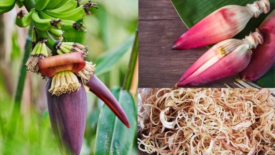 Phụ nữ sau sinh được ăn hoa chuối