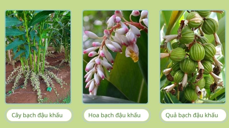 Hình dạng cây, hoa và quả bạch đậu khấu