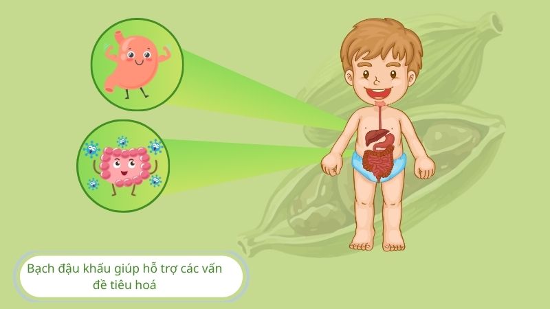 Bạch đậu khấu giúp bảo vệ hệ tiêu hóa khỏe mạnh