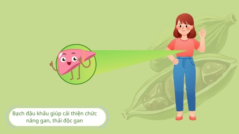 Bạch đậu khấu giúp giải độc gan, cải thiện chức năng gan