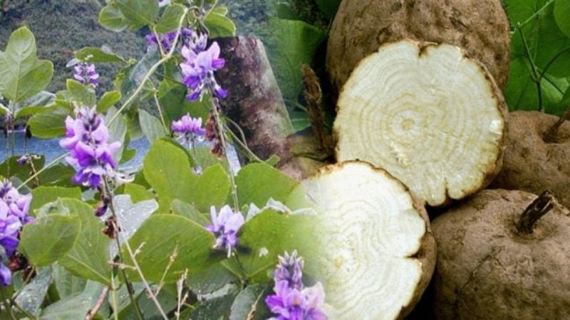 Sâm tố nữ chứa nhiều thành phần hoạt chất có vai trò như Estrogen