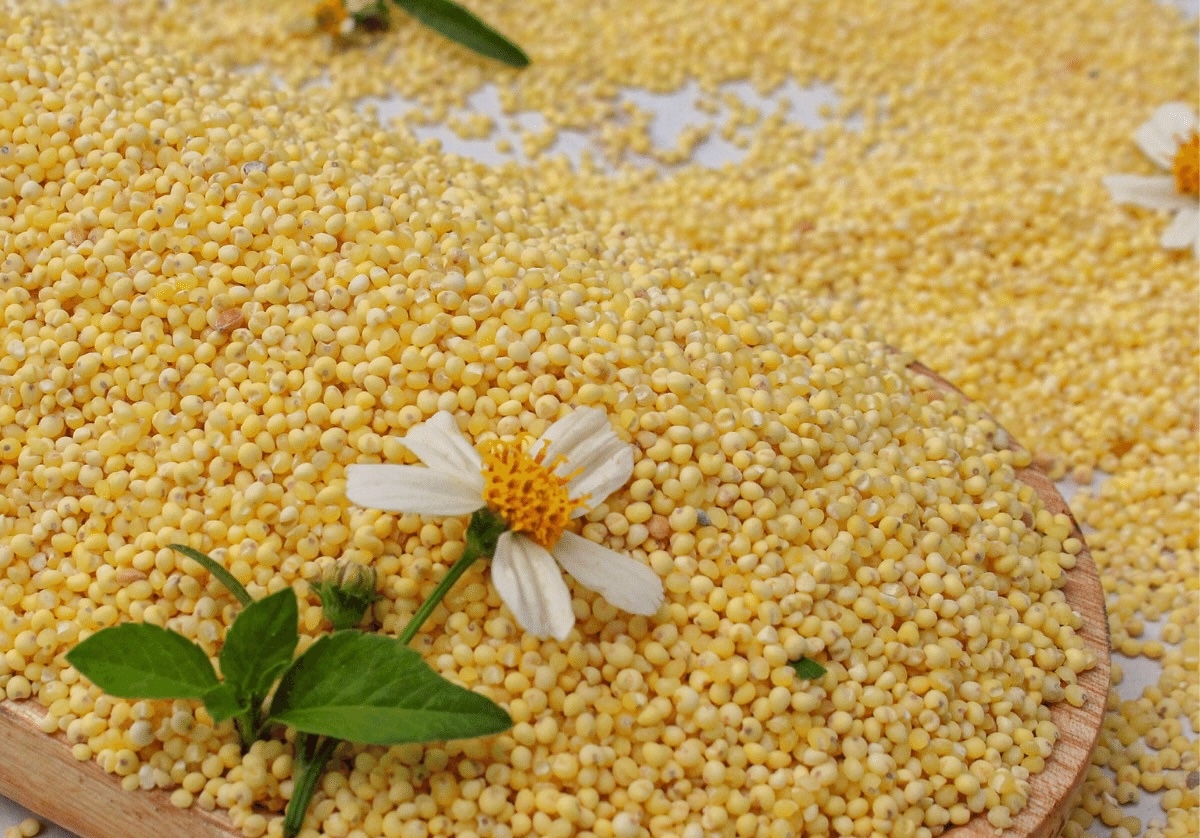 Kê là một số loại ngũ cốc thân cỏ, hạt nhỏ, trông giống cỏ lồng vực nhưng hạt to và chắc hơn.