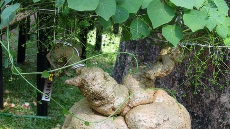 Cây bình vôi là cây dây leo thuộc họ Tiết dê