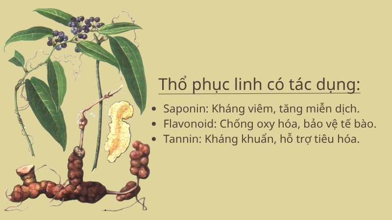 Thổ phục linh chứa nhiều hoạt chất có giá trị dược lý cao Thổ phục linh chứa nhiều hoạt chất có giá trị dược lý cao
