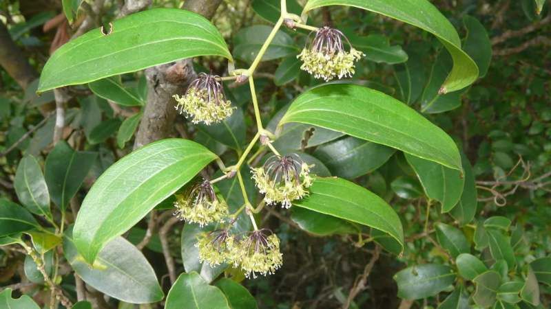 Thổ phục linh là cây thân leo mềm dẻo, hoa nhỏ, màu trắng ngà mọc thành chùm Thổ phục linh là cây thân leo mềm dẻo, hoa nhỏ, màu trắng ngà mọc thành chùm