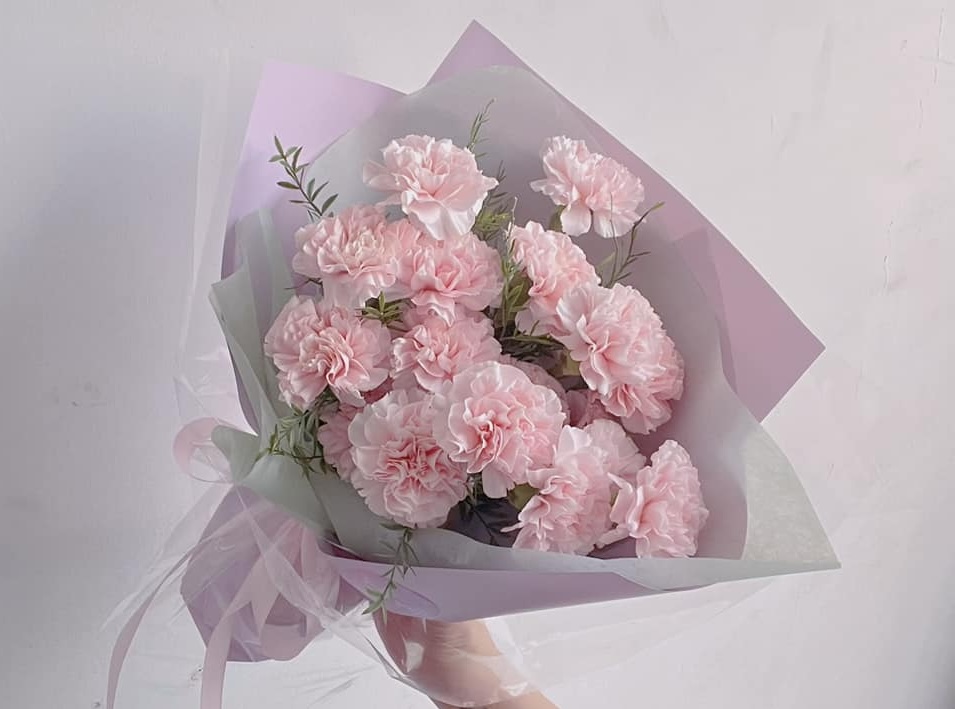  Hoa cẩm chướng mang ý nghĩa về sự sung túc, thịnh vượng