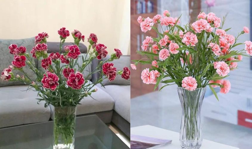 Cách cắm hoa cẩm chướng trong bình