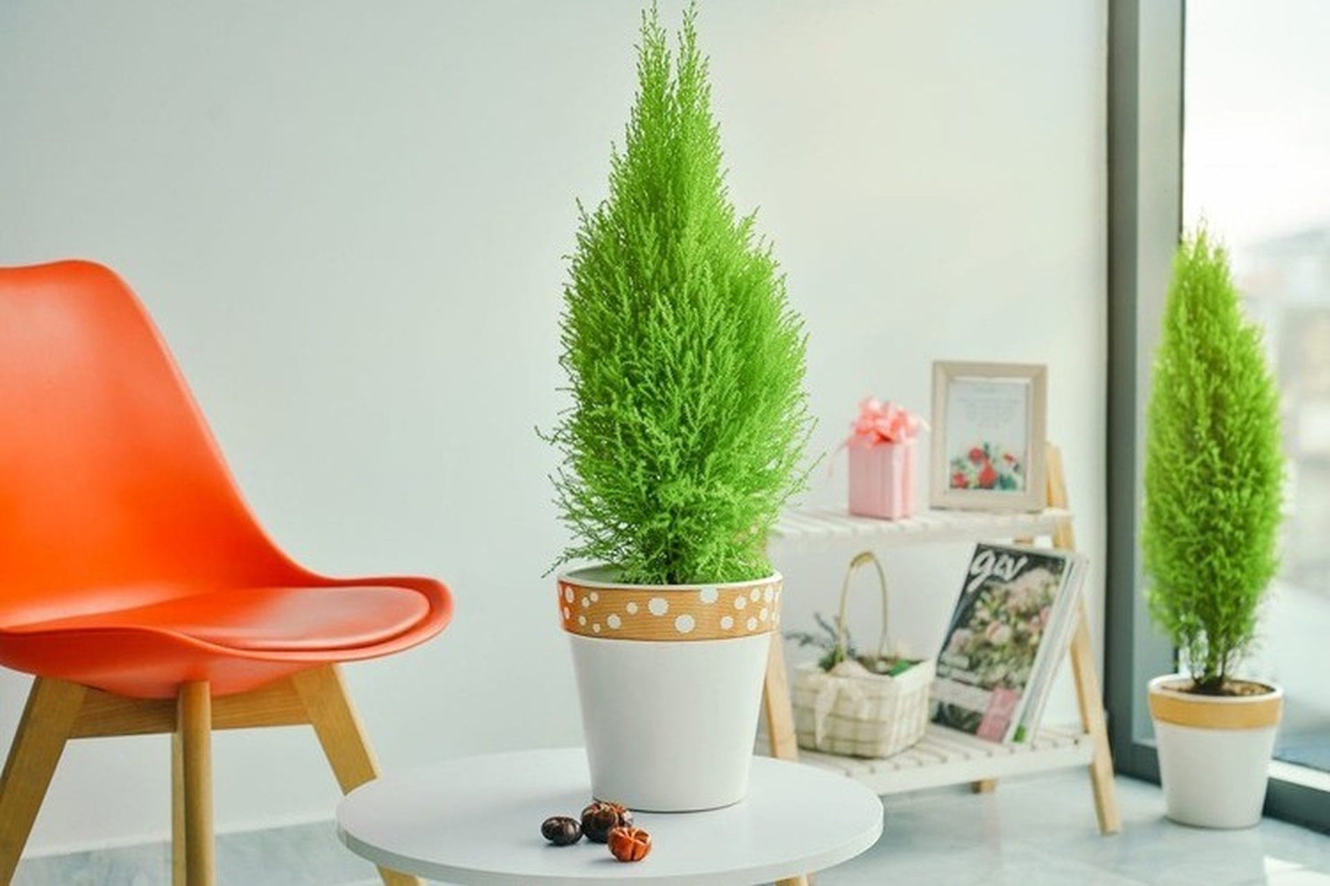 Tặng cây tùng thơm là quà noel ý nghĩa cho bé