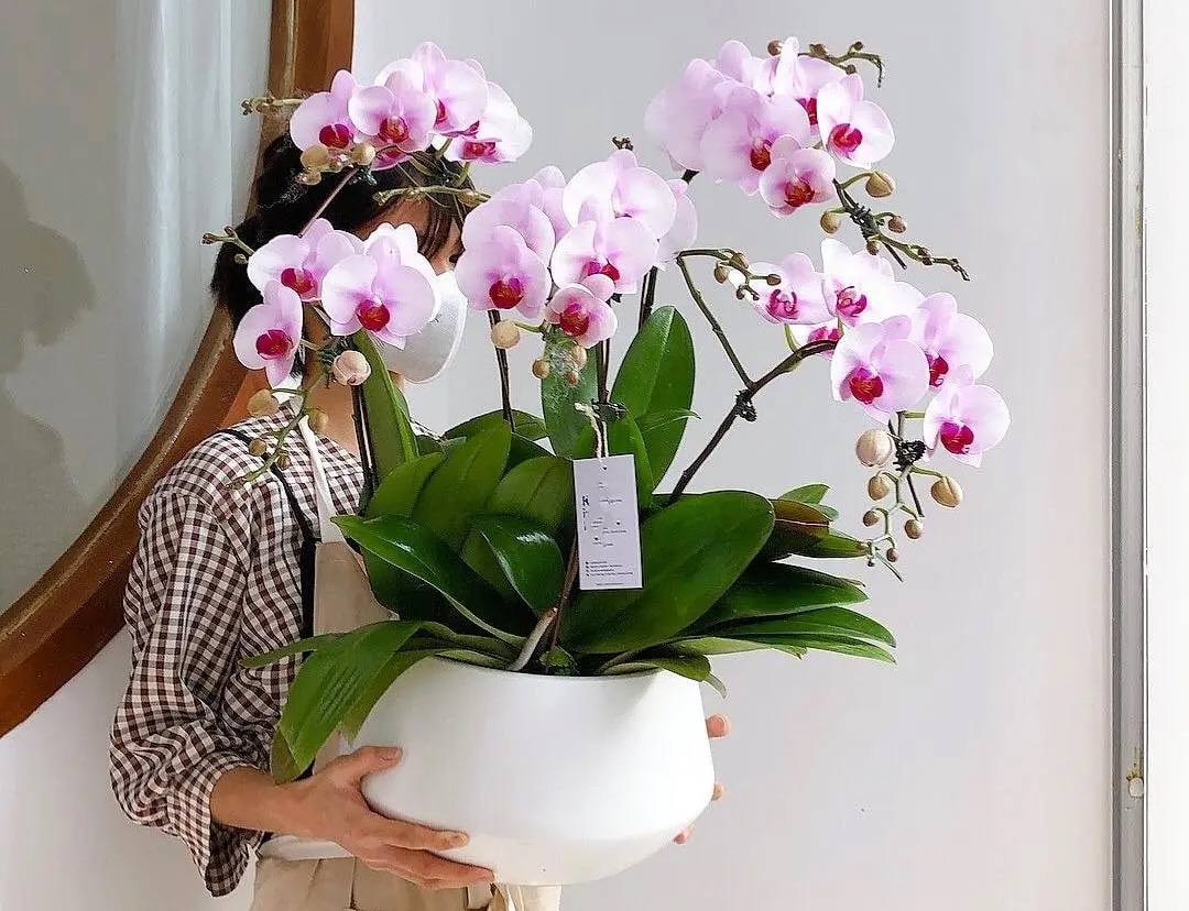 Lan Hồ Điệp tím