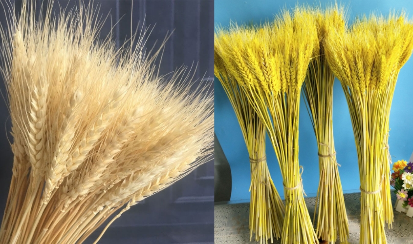 Hoa lúa mạch thể hiện sự khiêm nhường, giản dị