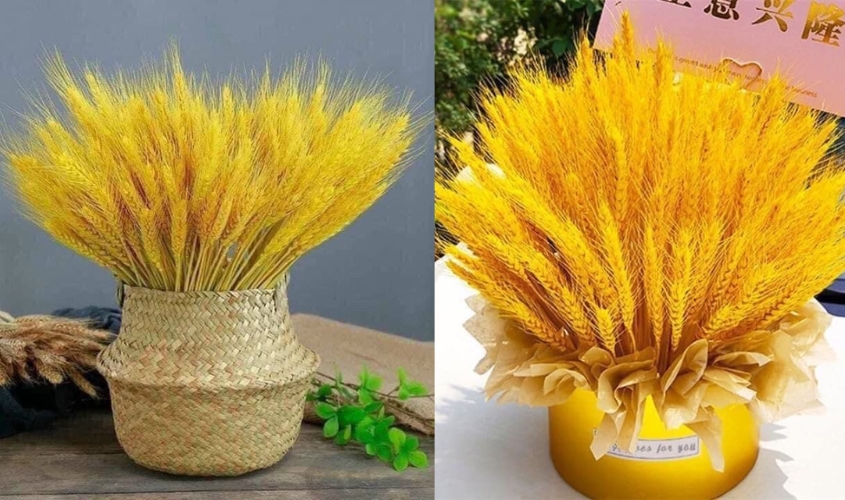 Cách cắm hoa lúa mạch dáng xòe