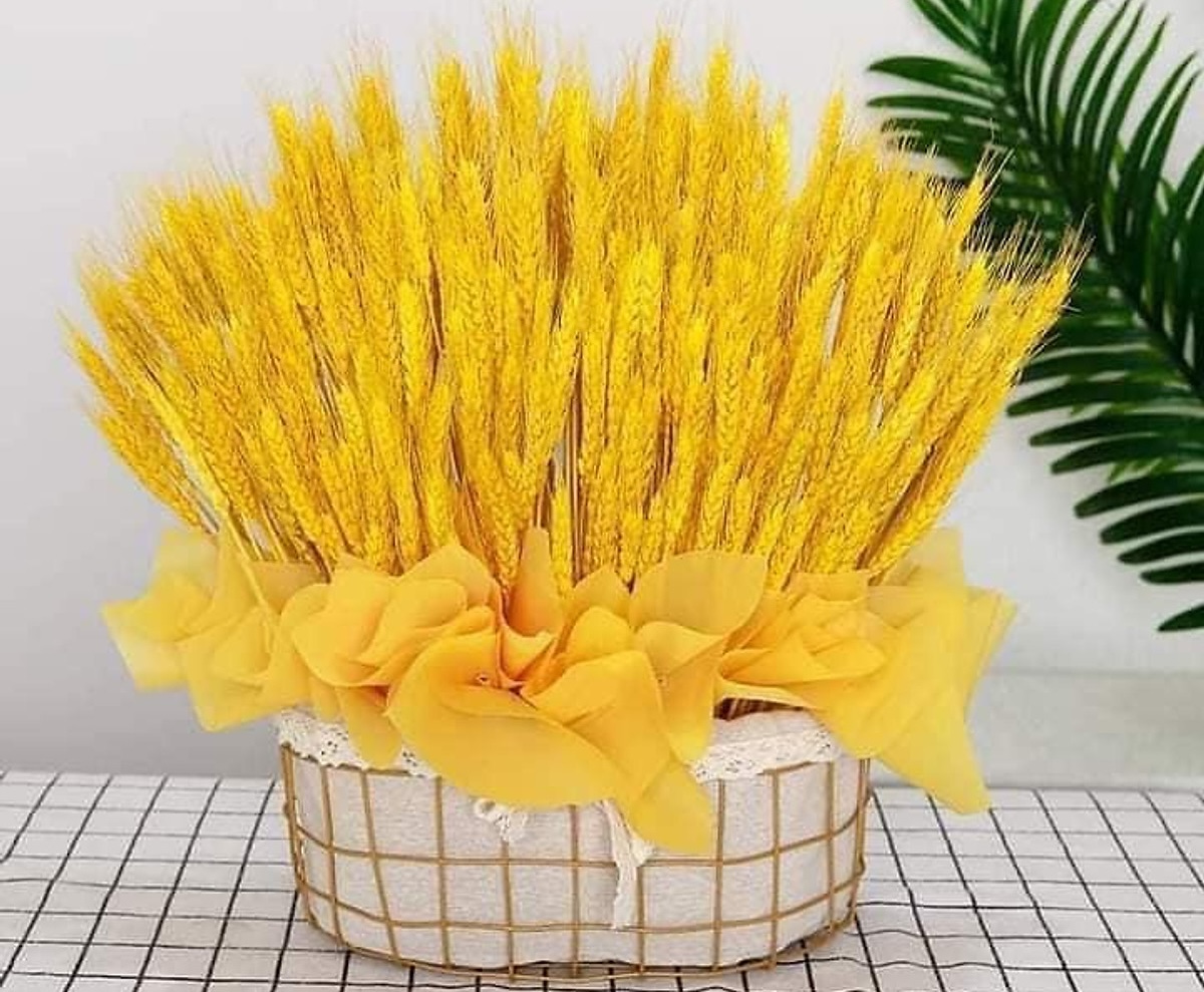 Cắm hoa lúa mạch xòe đẹp trang trí ruy băng