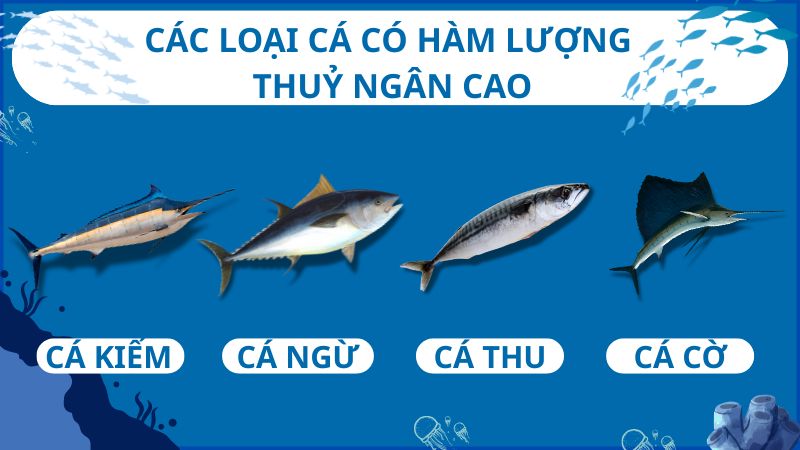 Các loại cá chứa lượng thủy ngân cao ảnh hưởng đến sự phát triển thần kinh của thai nhi