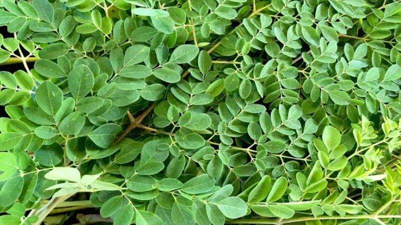 Cây chùm ngây có lá kép mọc so le, màu xanh mốc