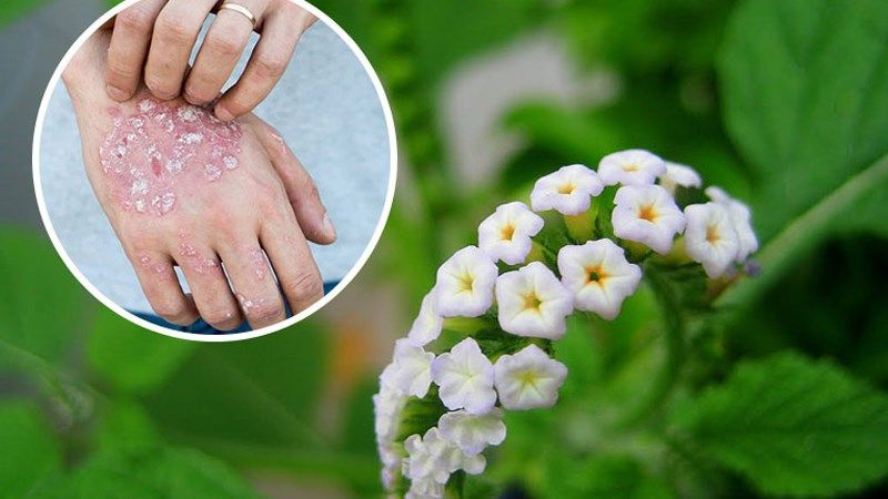 Đắp cây vòi voi đã giã nát lên vùng da bị viêm
