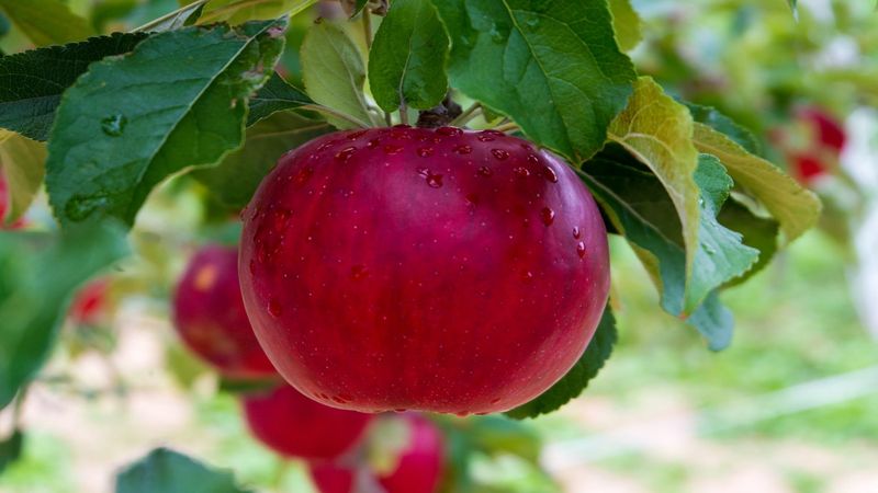 Táo chứa nhiều chất xơ, chất chống oxy hóa và vitamin C