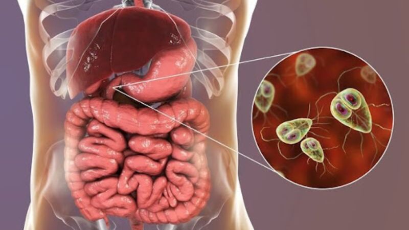Mộc hương có tác dụng điều trị nhiễm trùng đường ruột do ký sinh trùng