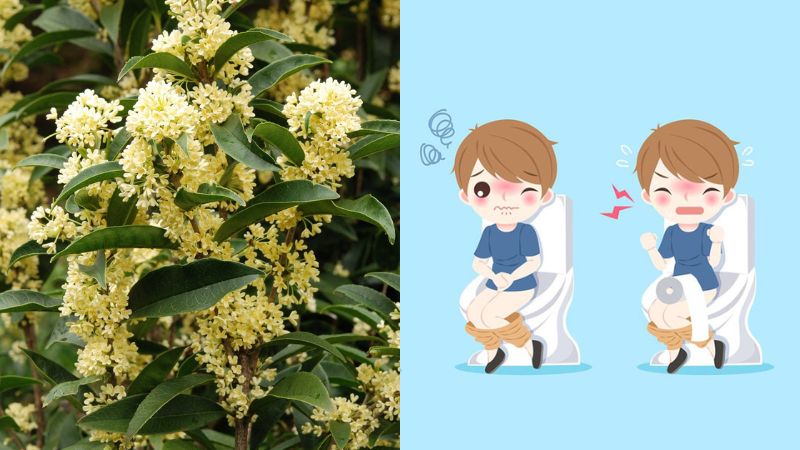 Trẻ em bị tiêu chảy do tích trệ thức ăn nên dùng bài thuốc từ mộc hương