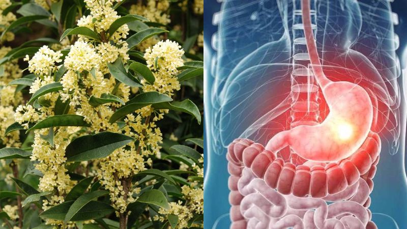 Bài thuốc từ mộc hương giúp chữa viêm loét dạ dày tá tràng