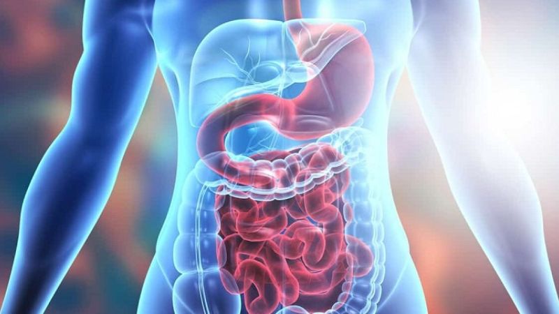 Mộc hương tham gia hỗ trợ chức năng tiêu hóa