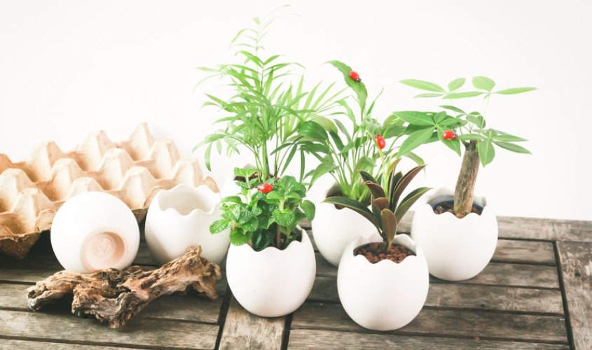 Tặng cây xanh cho sếp, đồng nghiệp nữ nhân ngày 8/3