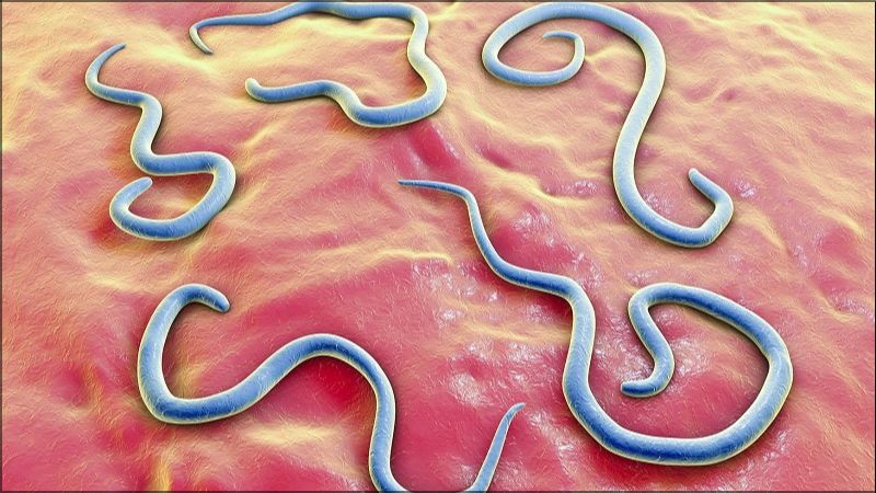 Nhiễm giun móc sẽ gây mất máu và mất các chất dinh dưỡng trong cơ thể Nhiễm giun móc sẽ gây mất máu và mất các chất dinh dưỡng trong cơ thể