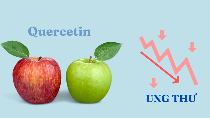 Quercetin c&oacute; trong t&aacute;o c&oacute; thể l&agrave;m ức chế c&aacute;c tế b&agrave;o ung thư ph&aacute;t triển