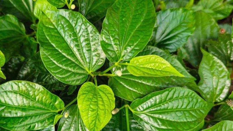 Lá lốt là cây thân thảo mềm, mọc thành từng bụi Lá lốt là cây thân thảo mềm, mọc thành từng bụi