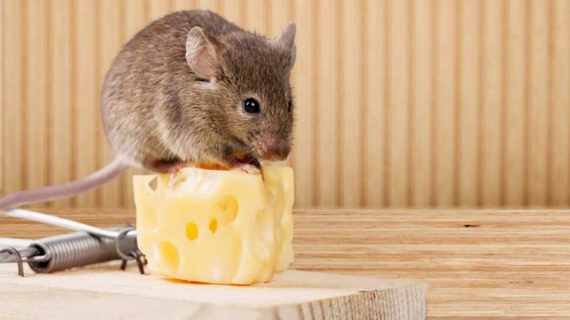 Diệt chuột có thể giúp hạn chế nguồn lây của bệnh Leptospirosis