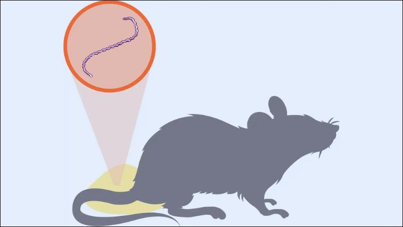 Chuột là một trong những nguồn lây chính của bệnh Leptospirosis